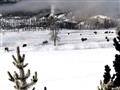 9793 Yellowstone bions_JF.jpg