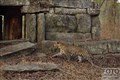 1361KabiniTempleLeopardJF.jpg