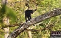2_melanistic_leopard_Jan_Fleischmann.jpg