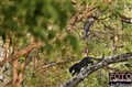 3493 melanistic leopard .jpg