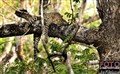 3_Indian_leopard_Jan_Fleischmann.jpg