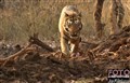 4082 Bengal tiger male .jpg