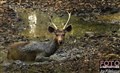 4885 Tadoba sambar in bath JF.jpg