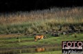 6257 Tigerstory 8 JF.jpg