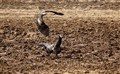 9692 hawk attack peacock_JF.jpg